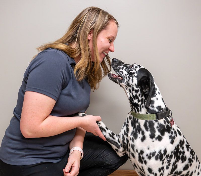 dog giving paw to fillmore vet team member