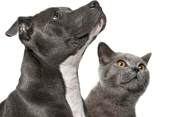 gray pitbull and cat looking up