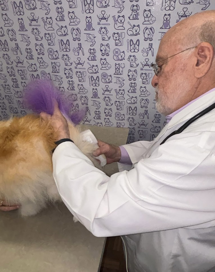 EZvet veterinarian taking a dog's temperature