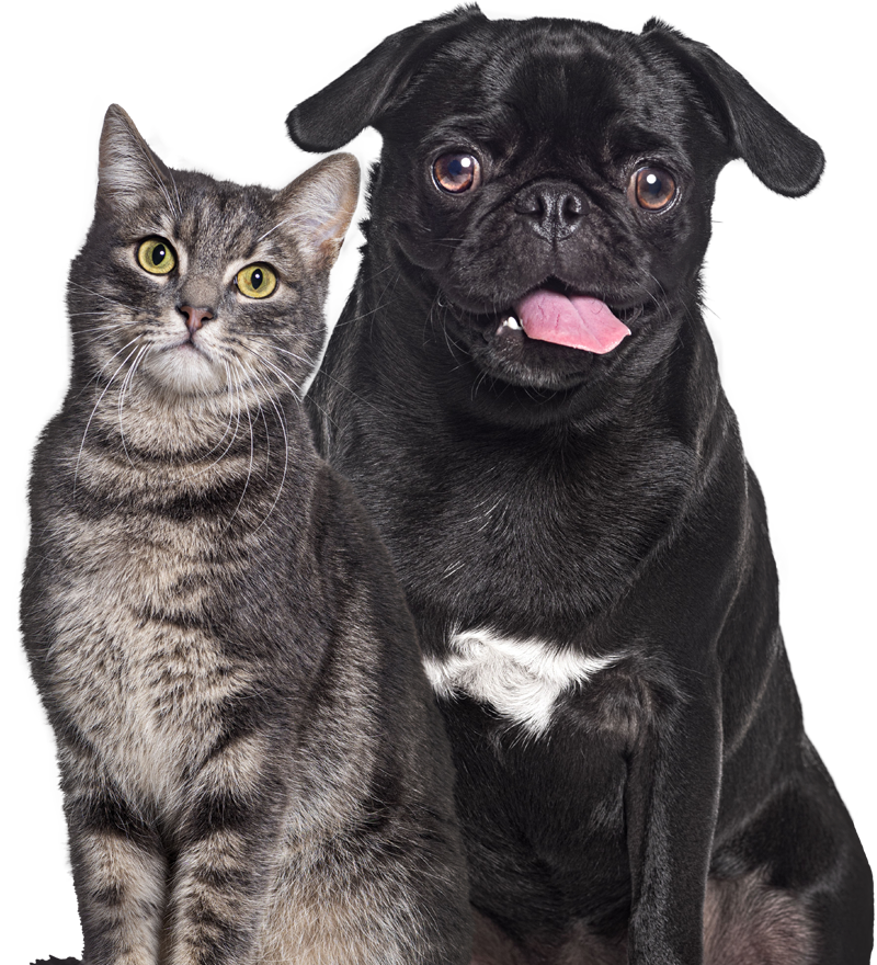 black and white cat with transparent background