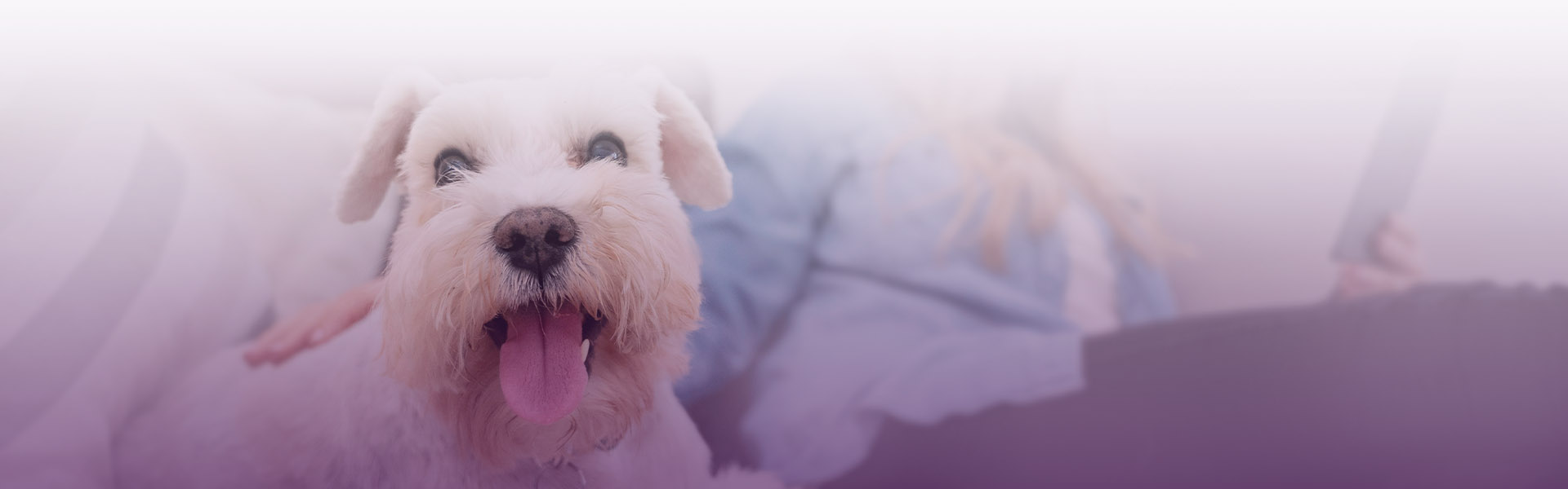 happy furry dog sitting on the sofa with his owner