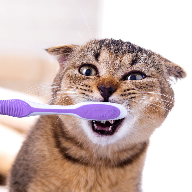 british kitten toothbrush