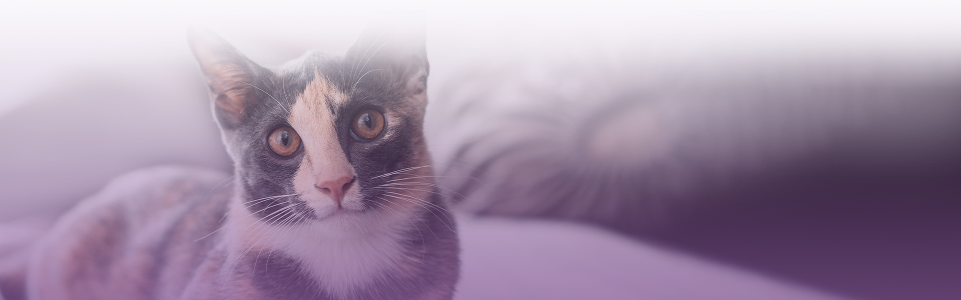 tricolor cat looking at the camera at home