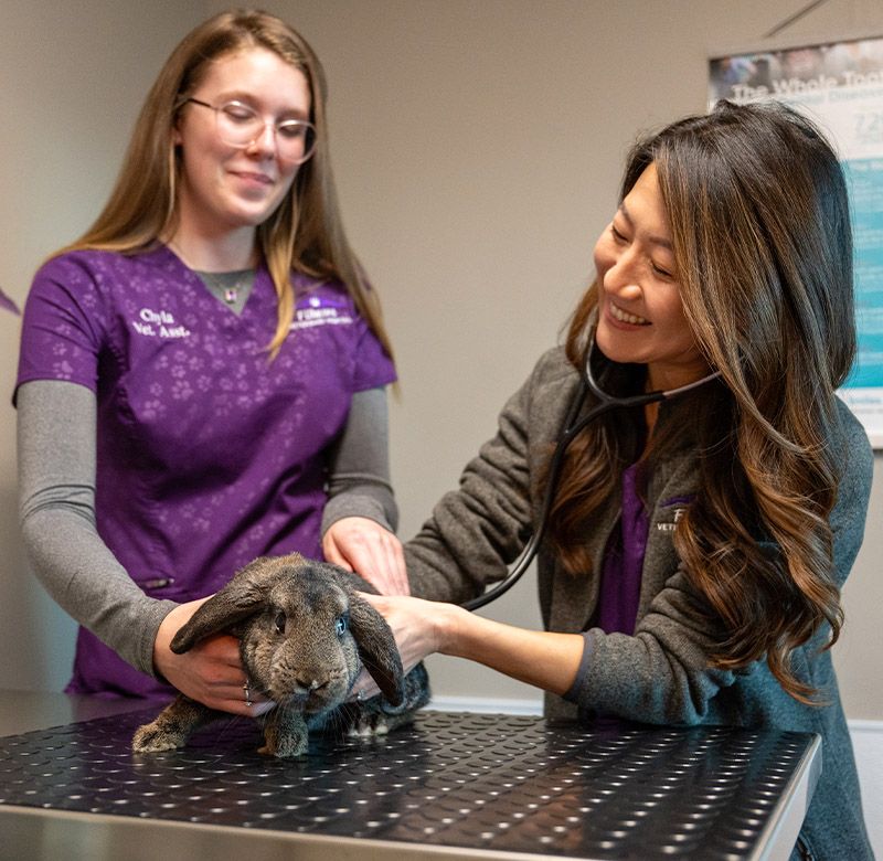 fillmore vet team examining a rabbit