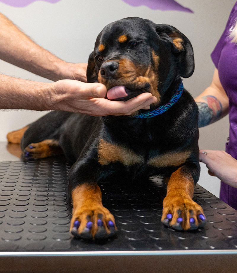 adorable puppy waiting for microchipping procedure at Fillmore Veterinary Hospital