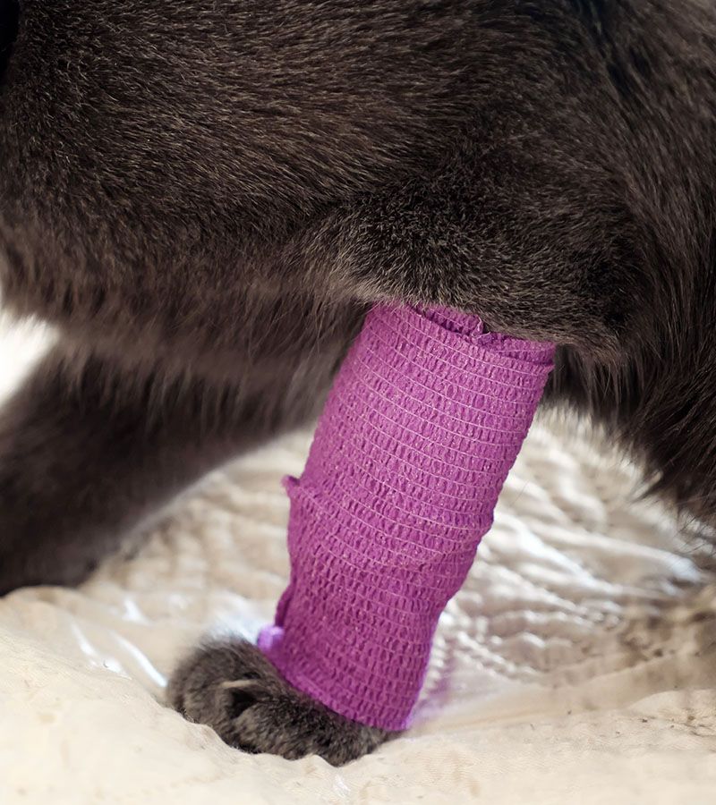 closeup bandaged paw
