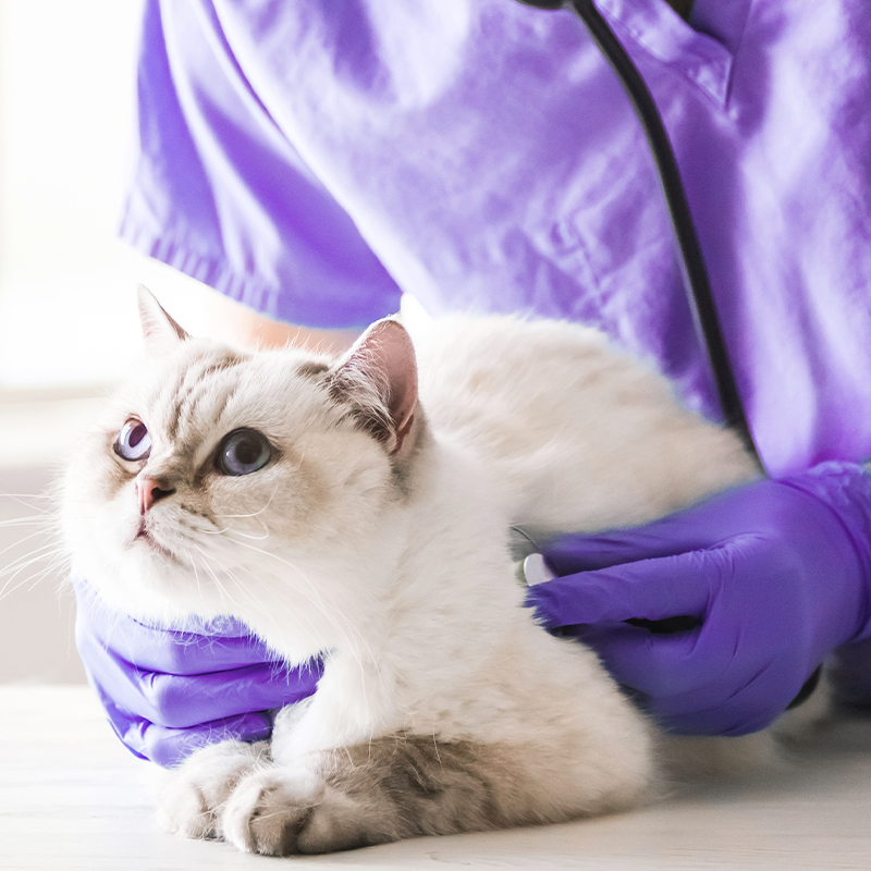 cat table while handsome veterinarian is examining