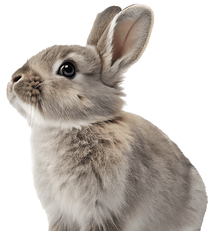 gray rabbit