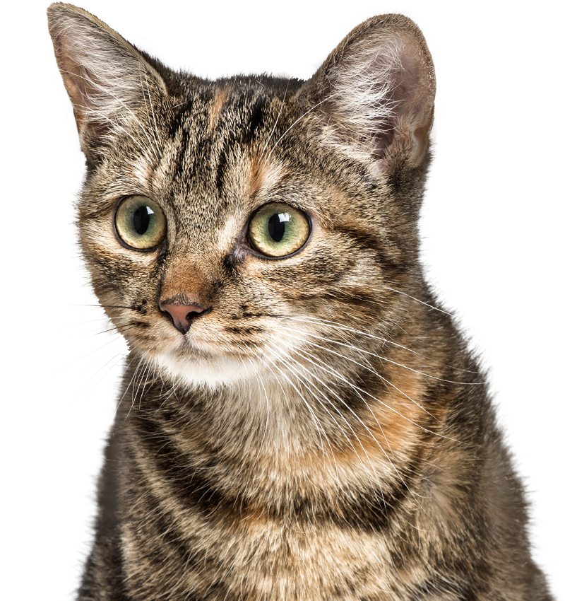 european shorthair cat transparent background
