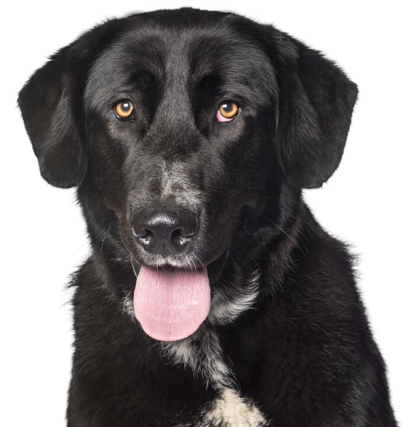 black and white dog looking at the camera