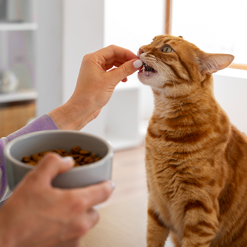 cat being feed indoors