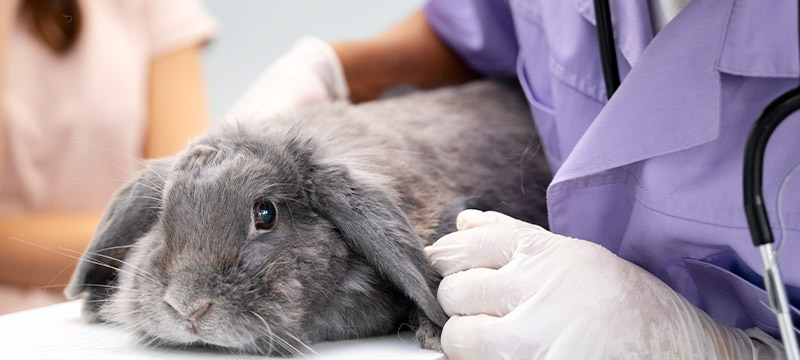 veterinarian holding a gray kitten