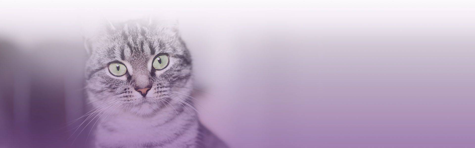 gray american shorthair cat with green eyes