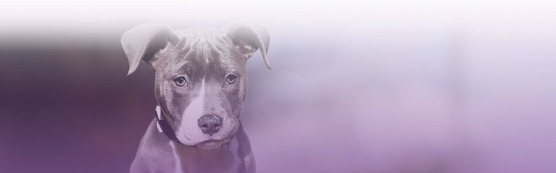 dog is sitting at grass with black collar