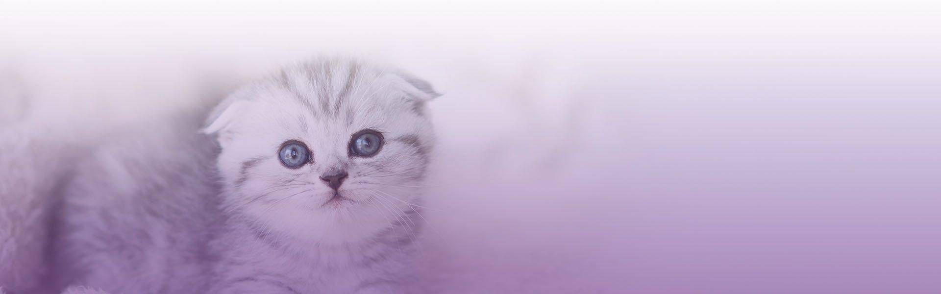 little grey kitten with blue eyes