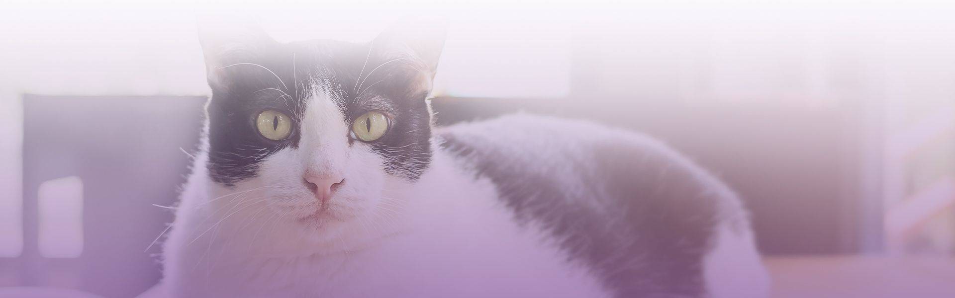 black and white cat sitting on a table 