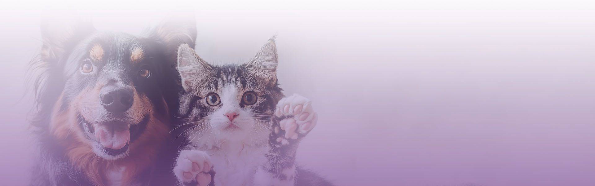 view cats dogs showing friendship