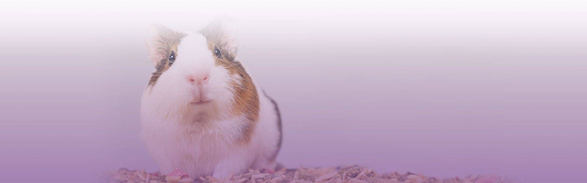 small guinea pig sits near feed