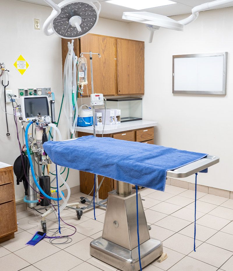 fillmore veterinary hospital surgery room