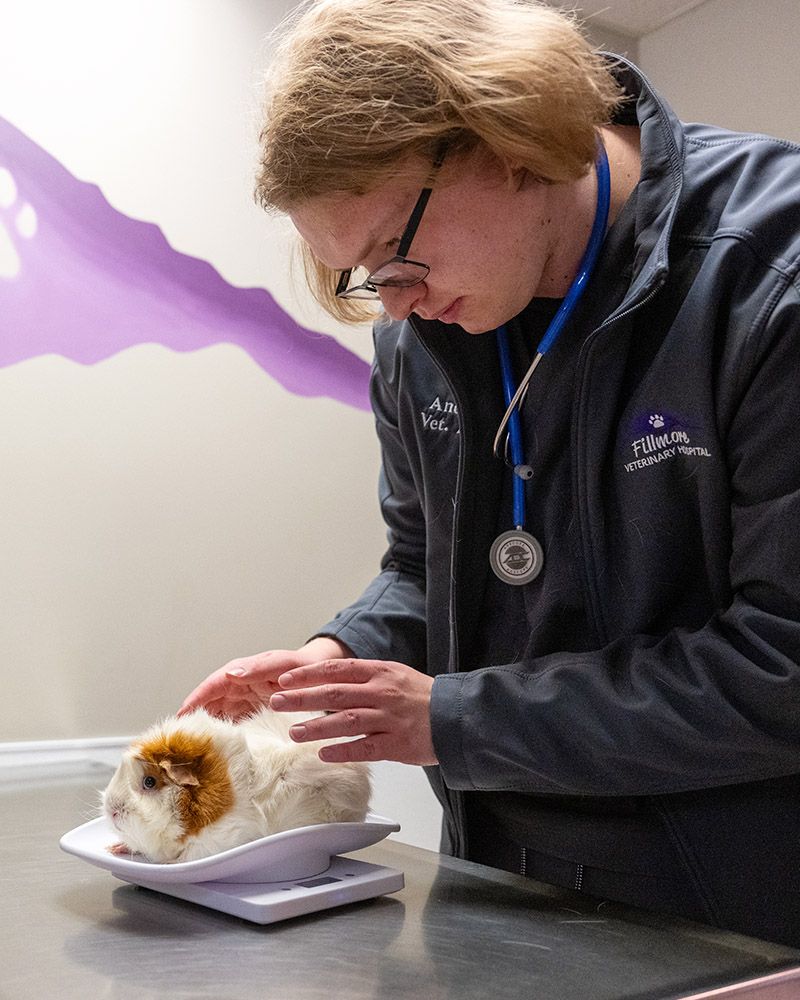 guinea pig health check at Fillmore Veterinary Hospital