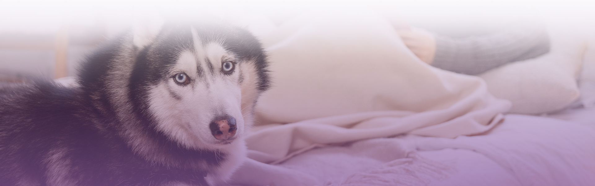black and white husky dog lying on a bed
