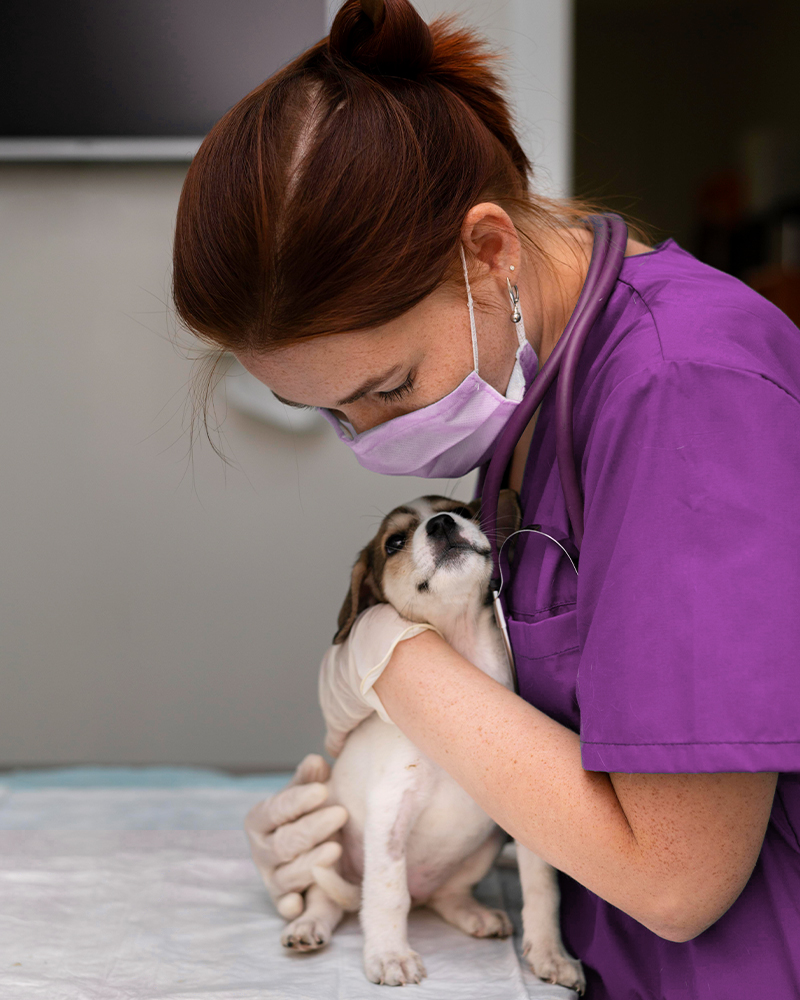 close up veterinarian taking care dog