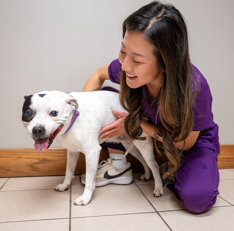 fillmore vet tech taking care of dog
