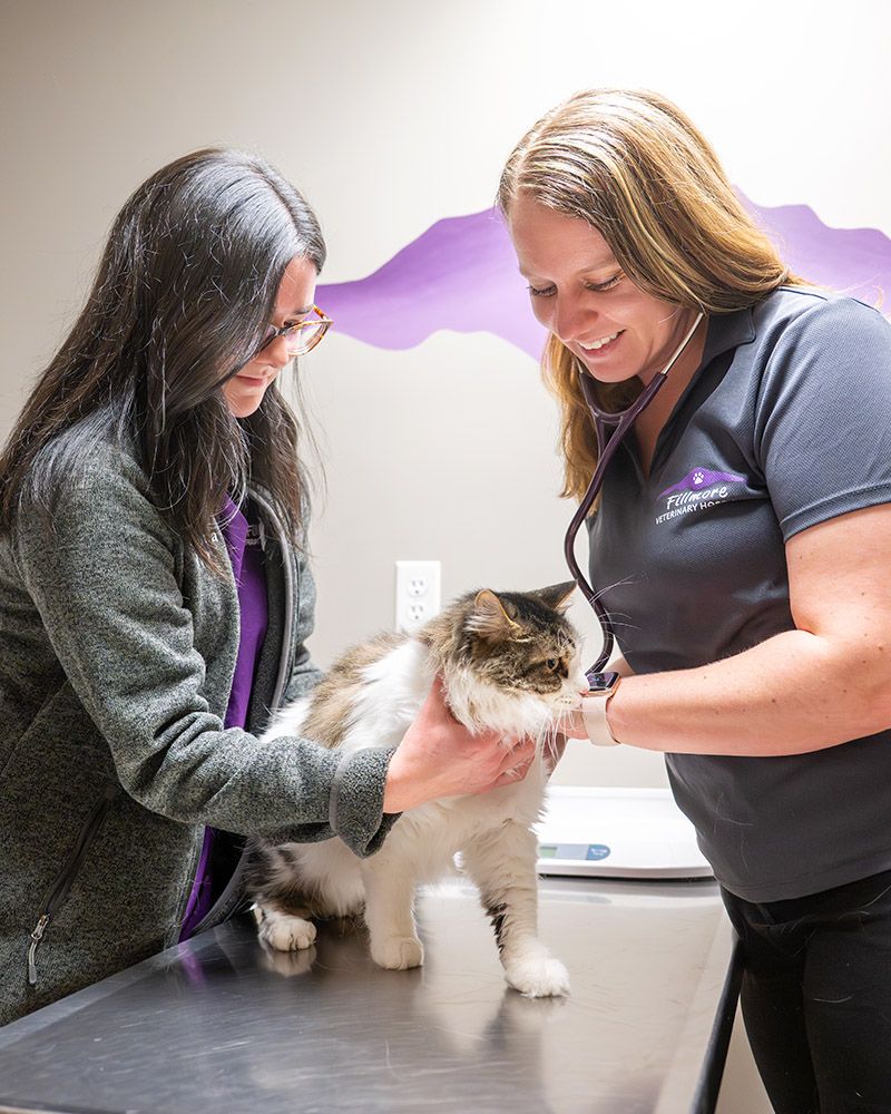 fillmore vet checking cat's health