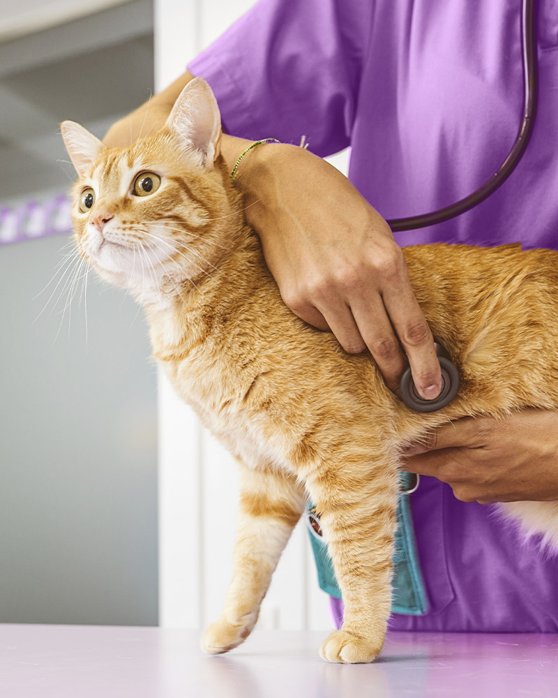 orange tabby cat at the vet for wellness checkup